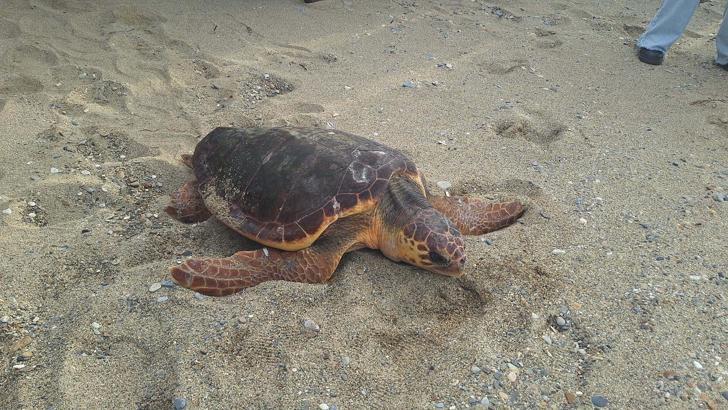 Caretta caretta 'Güzel İzmir'in sinyali, Gazze açıklarında kesildi