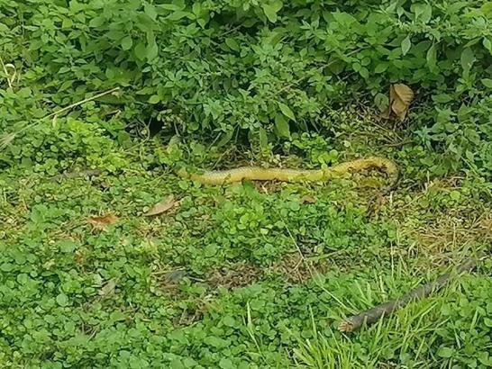 İzmit Turgut Mahallesi'nde yılan paniği