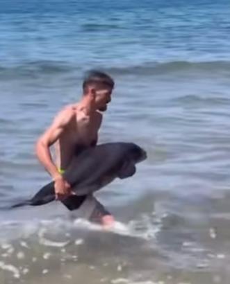 Kıyıya vuran yaralı yavru yunus denize bırakıldı