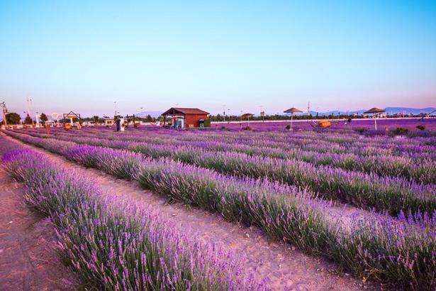 Karatay'da lavanta bahçesi kapılarını açıyor