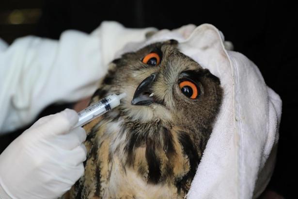 Yaralı puhu, tedavisinin ardından doğaya bırakıldı