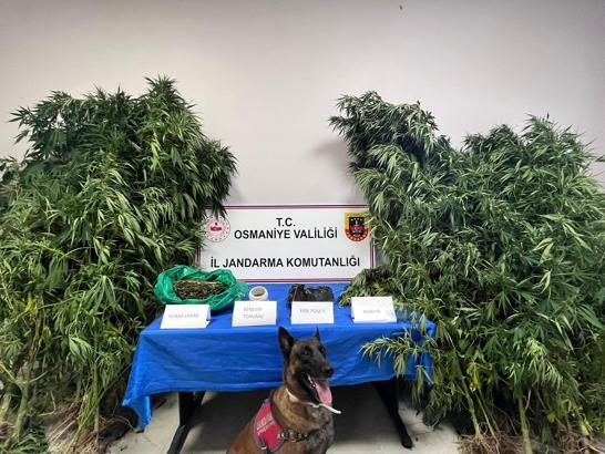 Osmaniye’de 50 kök kenevir ve kubar esrar ele geçirildi