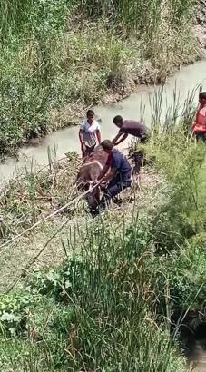 Bataklığa saplanan büyükbaş hayvanlar kurtarıldı