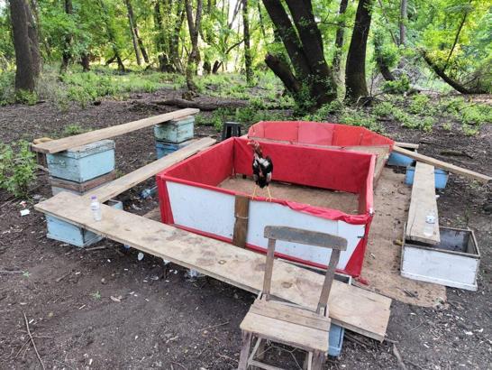 Muğla’da bahisli horoz dövüşüne baskın; hayvanları koruma derneği başkanı ve 15 şüpheli yakalandı