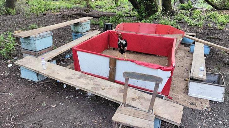 Muğla’da bahisli horoz dövüşüne baskın; hayvanları koruma derneği başkanı ve 15 şüpheli yakalandı