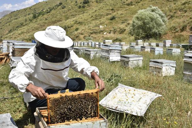 Kuraklık bal üretimini vurdu; arıcılar zor durumda