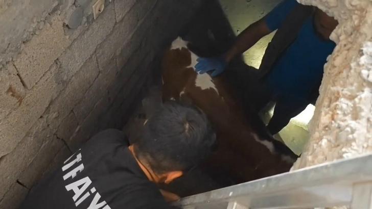 Nusaybin’de bodrum kata düşen buzağı kurtarıldı