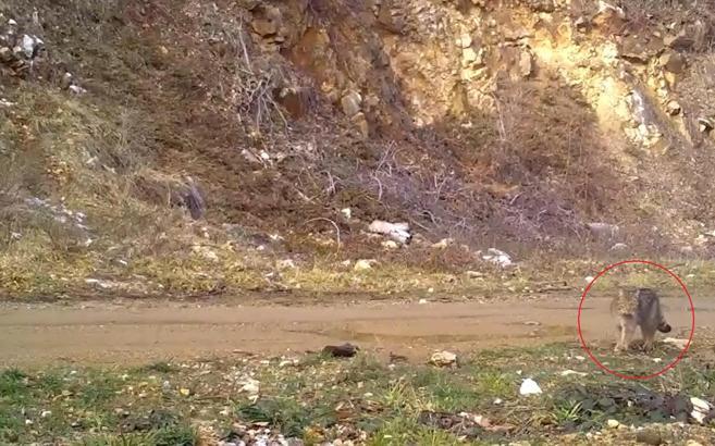 Nesli tehlike altındaki yaban kedisi fotokapana yakalandı