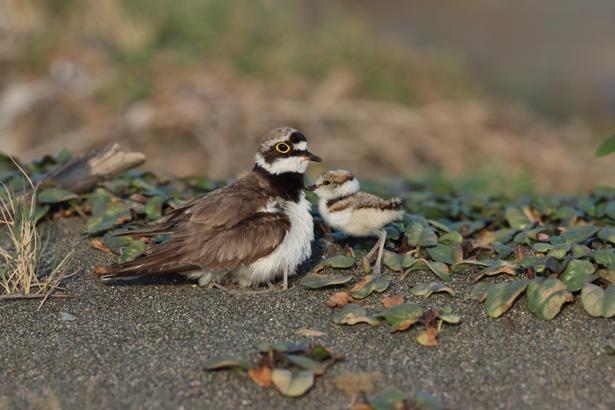 Halkalı küçük cılıbıt ve yavruları, Milleyha'daki molada görüntülendi