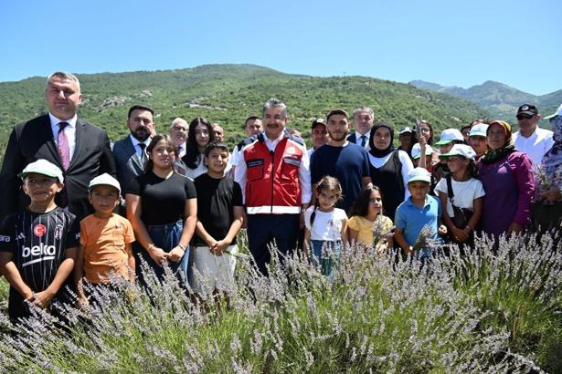 Düziçi'de lavanta hasadı başladı