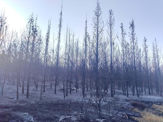 İzmir'de orman yangını (5)