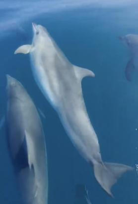 Teknesinin önünde yüzen yunusları görüntüledi