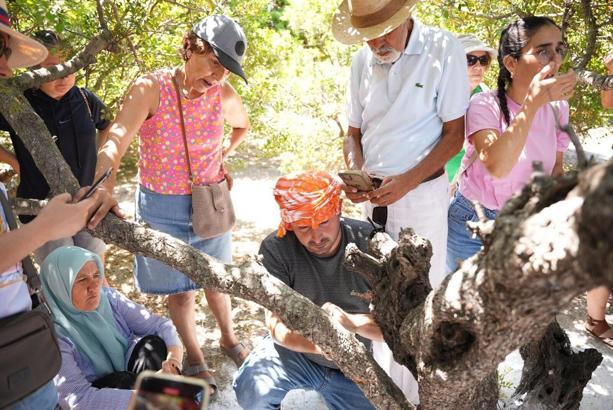 Çeşme'de sakız hasadı eğitimi
