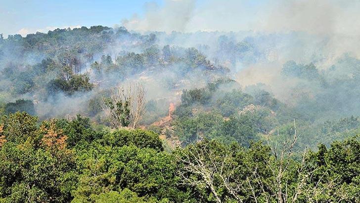 Edirne'de çıkan orman yangını kontrol altında