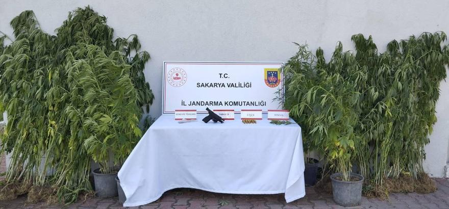 Saksıda kenevir yetiştiren kişi tutuklandı