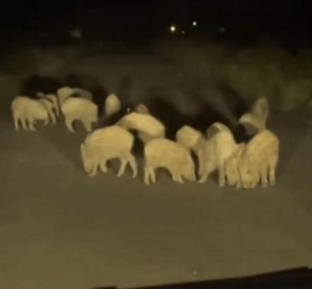 Hatay'da domuz sürüsü mahalleye indi