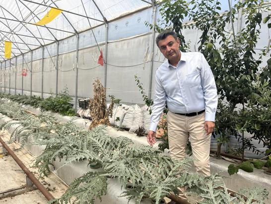 Volkanik cüruf ile topraksız tarım yapılıyor