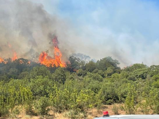 Bursa Yenişehir’de orman yangını