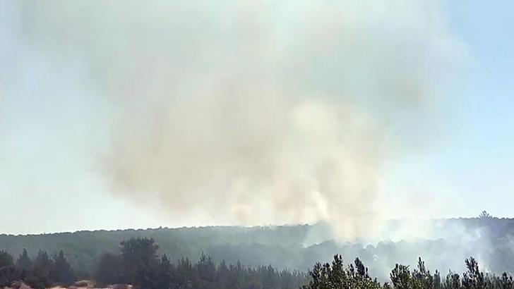 Tekirdağ'da orman yangını