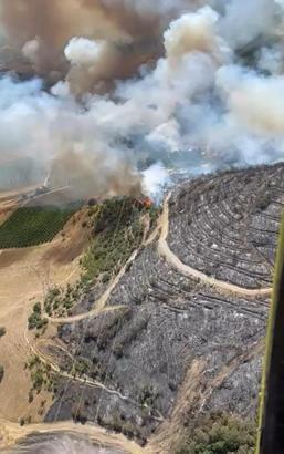 Bursa Yenişehir’de orman yangını (2)