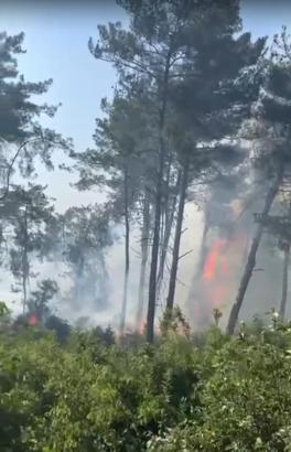 Hatay'da çıkan orman yangını kontrol altına alındı