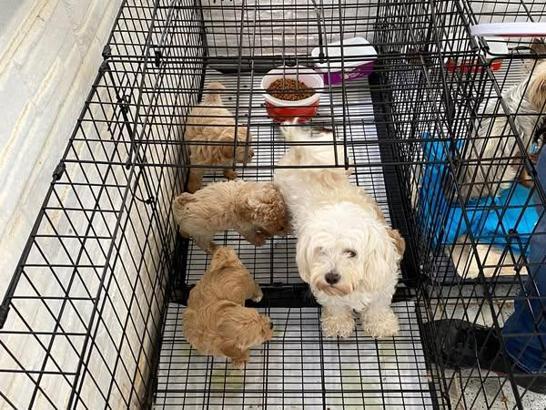 Kırklareli'de kaçak cins köpek üretim yerine baskın