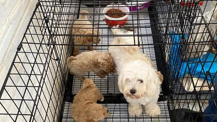 Kırklareli'de kaçak cins köpek üretim yerine baskın