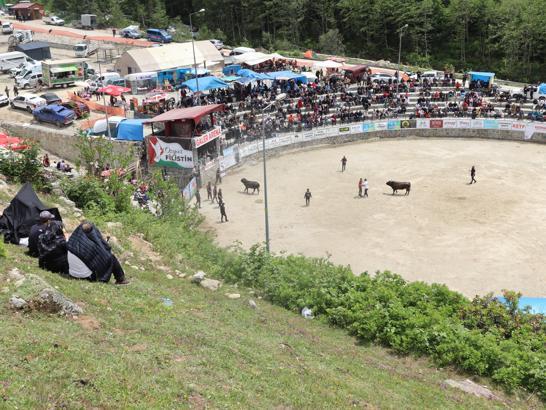 Ayder'de boğa güreşleri heyecanı