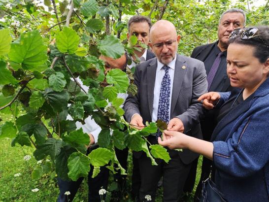 TBMM Zirai Don Olayını Araştırma Komisyonu üyeleri, Giresun'da fındık bahçelerini inceledi