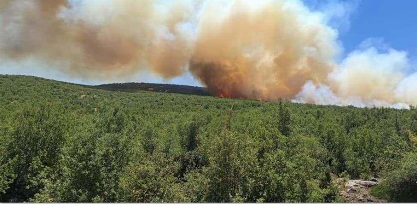 Gaziantep'te orman yangını- Yeniden
