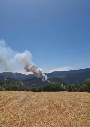 Bolu'da orman yangını