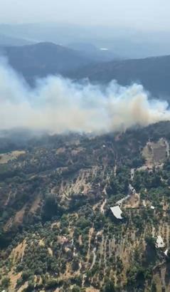 Aydın'da orman yangını