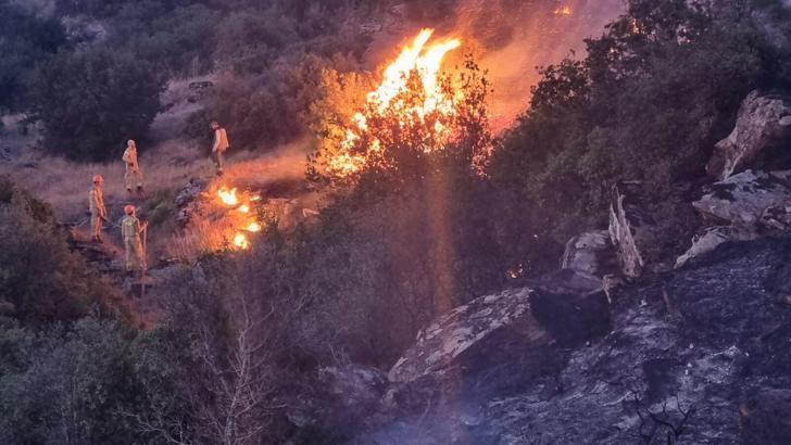 Aydın Bozdoğan'da maki yangını (2)