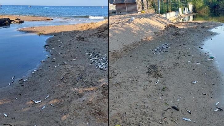 Antalya'da denize dökülen kanalda balık ölümlerine inceleme