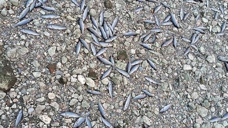 Çanakkale’de çay kısmen kurudu; toplu balık ölümleri yaşandı