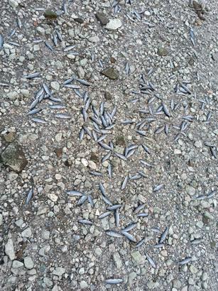 Çanakkale’de çay kısmen kurudu; toplu balık ölümleri yaşandı