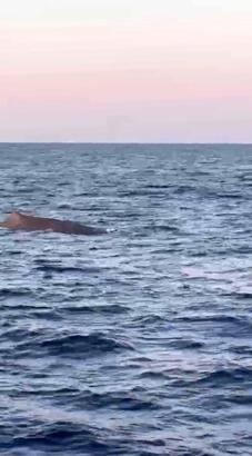 Akdeniz'de amatör balıkçılar balina görüntüledi