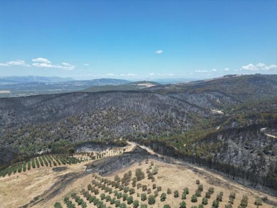 Manisa'daki orman yangını 2’nci gününde (2)