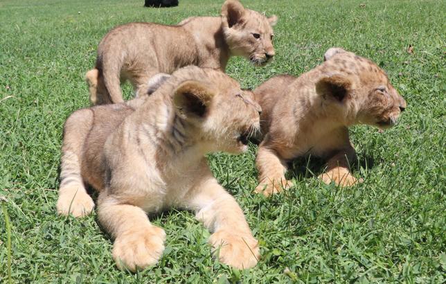 Cumhurbaşkanı Erdoğan'a hediye edilen aslanların 3 yavrusu dünya geldi