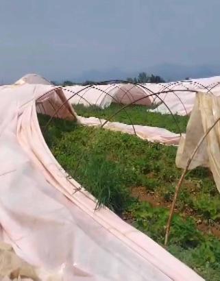 Serik'te hortum seralara zarar verdi