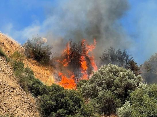 Aydın'da tarım arazisinde yangın; 15 hektar zeytinlik zarar gördü
