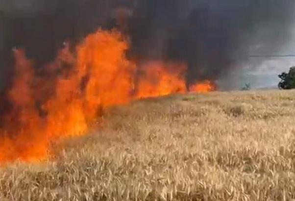 Bursa'da 50 dönüm buğday ekili tarla yandı