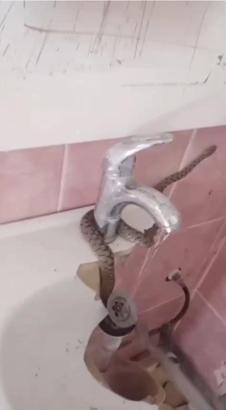 Evinin lavabosunu çekiçle kırıp sıkışan yılanı çıkardı