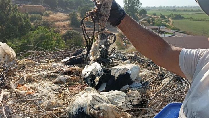 Çevreye atılan plastik siyah ipler leyleklerin ölümüne neden olabiliyor