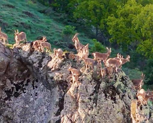 Munzur Dağları'nda dağ keçileri görüntülendi