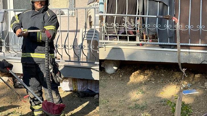 Apartmanın bahçesine giren Kafkas burunlu engerek yılanını itfaiye ekipleri yakaladı