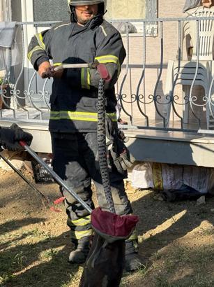 Apartmanın bahçesine giren Kafkas burunlu engerek yılanını itfaiye ekipleri yakaladı