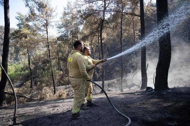 Sakarya'daki orman yangınında ekipler hayvanlar için seferber oldu (3)