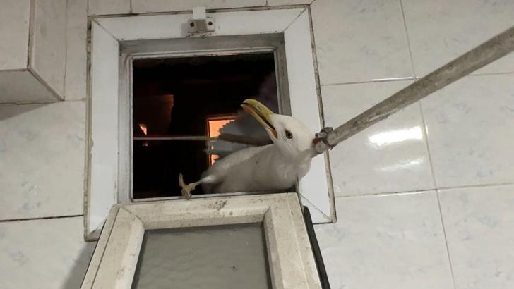İstanbul- Avcılar'da havalandırma boşluğunda mahsur kalan martı kurtarıldı
