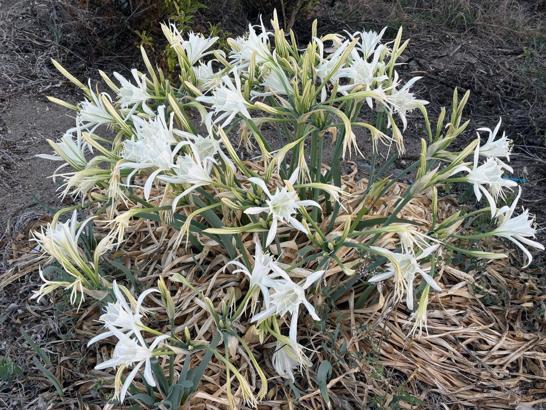 Kum zambakları çıkmaya başladı; koparmanın cezası 387 bin 141 lira